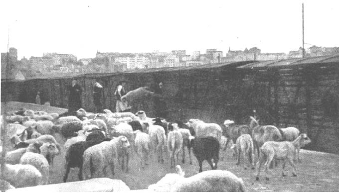 bgdsava1.jpg